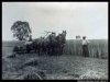 Wagga Wagga - harvesting 1