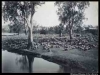 Travelling stock near Murrumbidgee river