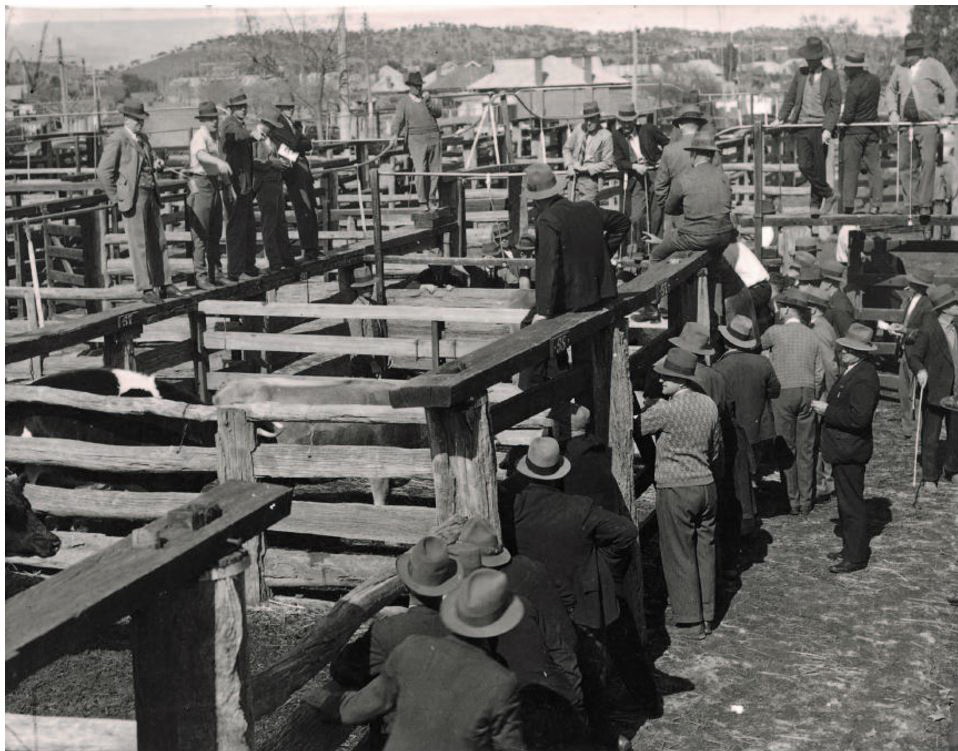 Wagga Sale Yards 1936